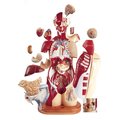 Denoyer-Geppert Anatomical Model, Multi-Torso: M, F, Sexless 0716-00